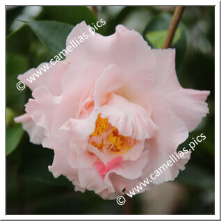 Camellia Japonica 'Elaine's Betty'