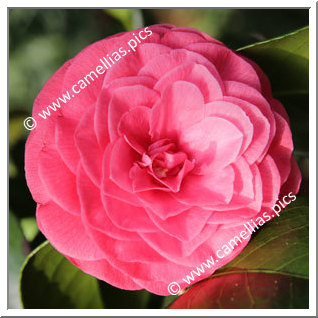 Camellia Japonica 'Elata de Rollisson'