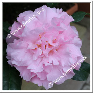Camellia Hybride 'El Dorado'