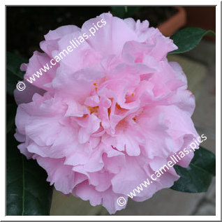 Camellia Hybrid 'El Dorado'