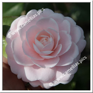Camellia Japonica 'Eleanor Hagood'