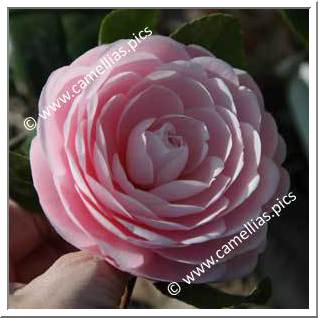 Camellia Japonica 'Eleanor Hagood'