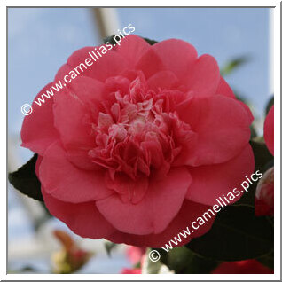 Camellia Japonica 'Elegans'