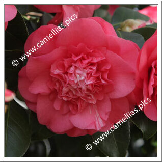 Camellia Japonica 'Elegans'
