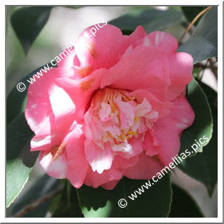 Camellia Japonica 'Elegans Miniata'