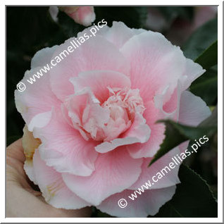 Camellia Japonica 'Elegans Splendor'