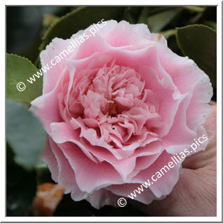 Camellia Japonica 'Elegans Splendor'