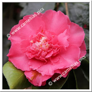 Camellia Japonica 'Elegans Supreme'