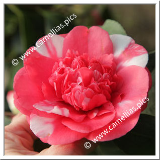 Camellia Japonica 'Elegans Variegated'