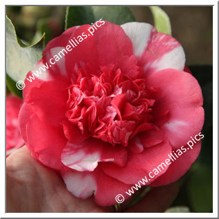 Camellia Japonica 'Elegans Variegated'