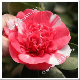 Camellia Japonica 'Elegans Variegated'