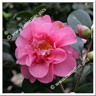 Camellia Hybride C.x williamsii 'Elegant Beauty'