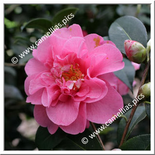 Camellia Hybrid C.x williamsii 'Elegant Beauty'