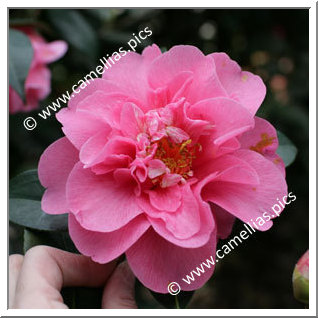 Camellia Hybrid C.x williamsii 'Elegant Beauty'
