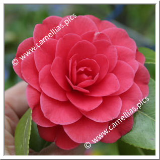 Camellia Japonica 'Elena Nobili'