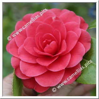 Camellia Japonica 'Elena Nobili'