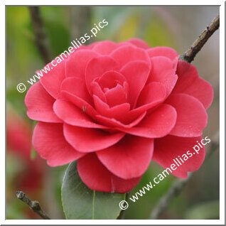 Camellia Japonica 'Elena Nobili'
