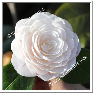 Camellia Japonica 'Eleonora Franchetti'