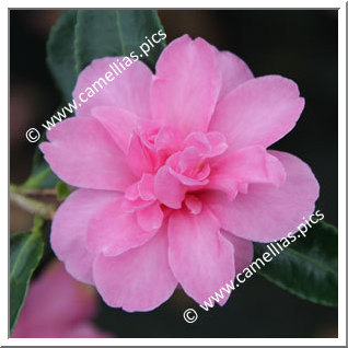 Camellia Sasanqua 'Elfin Rose'