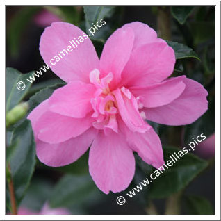 Camellia Sasanqua 'Elfin Rose'