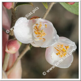 Camellia Hybride 'Elina'