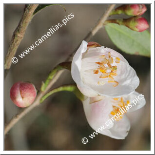 Camellia Hybrid 'Elina'