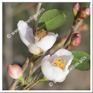 Camellia Hybride 'Elina'