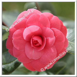 Camellia Japonica 'Elisa Mercoeur'