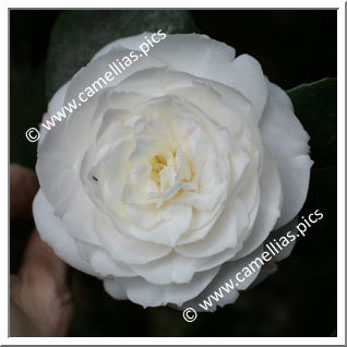 Camellia Japonica 'Elisabeth'