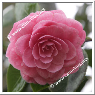 Camellia Japonica 'Elisabeth Pink'