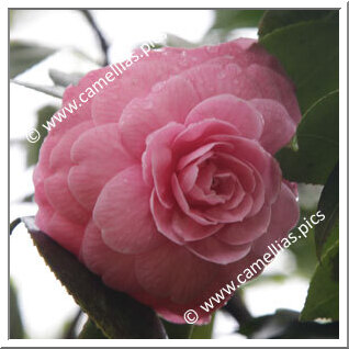Camellia Japonica 'Elisabeth Pink'