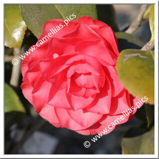 Camellia Japonica 'Elisabetta Herbert'