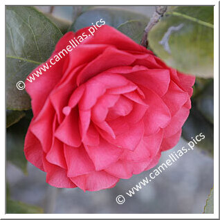 Camellia Japonica 'Elisabetta Herbert'