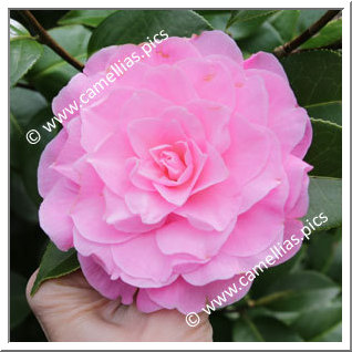 Camellia Hybrid C.x williamsii 'Elizabeth Anderson '