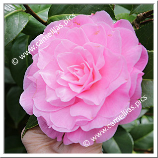 Camellia Hybride C.x williamsii 'Elizabeth Anderson '