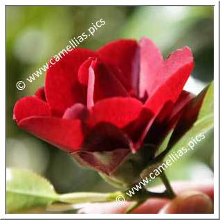 Camellia Japonica 'Elizabeth Bonn'