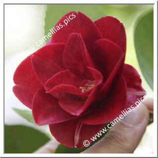 Camellia Japonica 'Elizabeth Bonn'