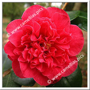 Camellia Japonica 'Elizabeth Hawkins'