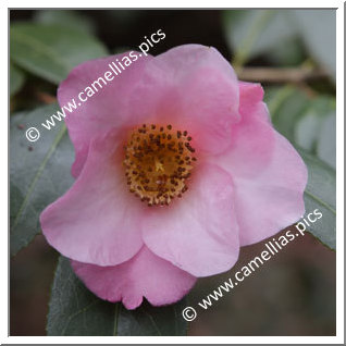 Camellia Hybride C.x williamsii 'Elizabeth de Rothschild'