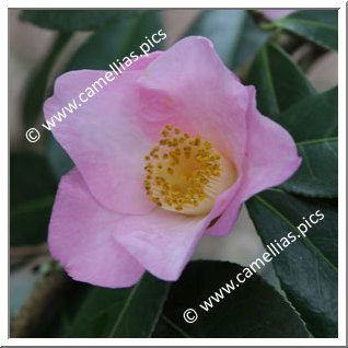 Camellia Hybrid C.x williamsii 'Elizabeth de Rothschild'