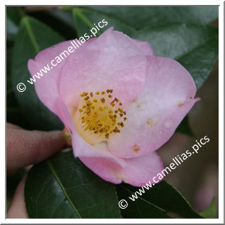 Camellia Hybride C.x williamsii 'Elizabeth de Rothschild'