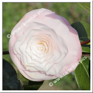 Camellia Japonica 'Ella Ward Parsons'