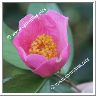 Camellia Hybrid C.x williamsii 'Ellamine'