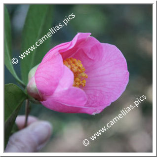 Camellia Hybrid C.x williamsii 'Ellamine'