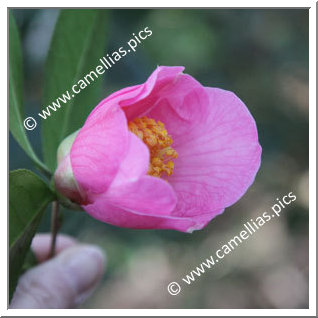 Camellia Hybride C.x williamsii 'Ellamine'