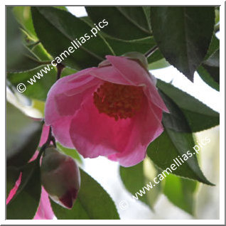 Camellia Hybrid C.x williamsii 'Ellamine'