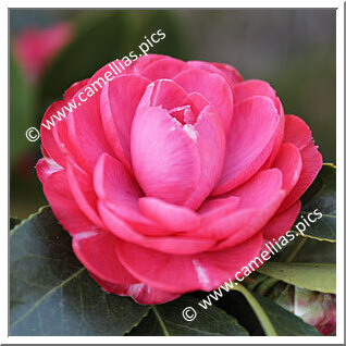 Camellia Japonica 'Elphinstoniana'