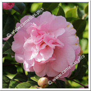 Camellia Hybrid C.x williamsii 'Elsie Jury'