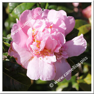 Camellia Hybrid C.x williamsii 'Elsie Jury'