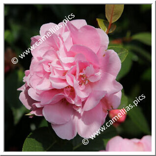 Camellia Hybride C.x williamsii 'Elsie Jury'